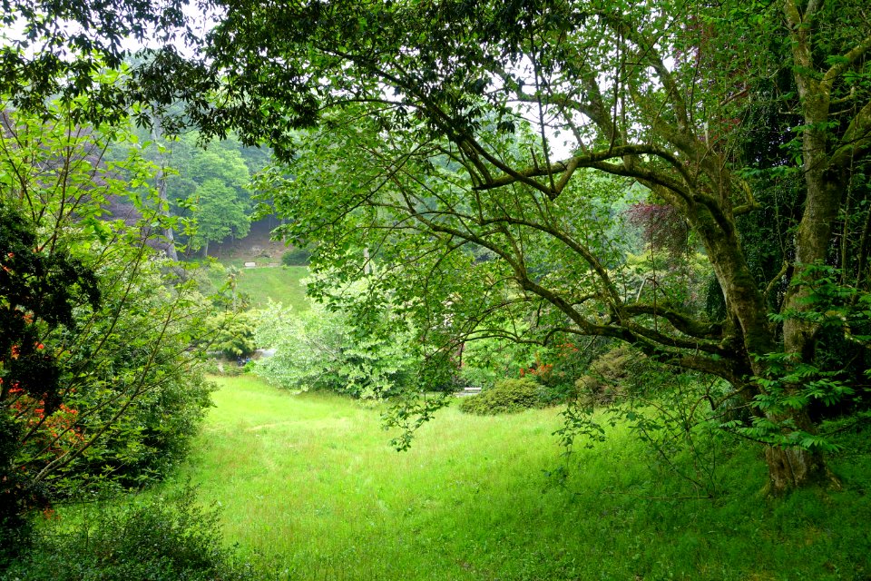 Trebah Garden - Cornwall, England - DSC01665
