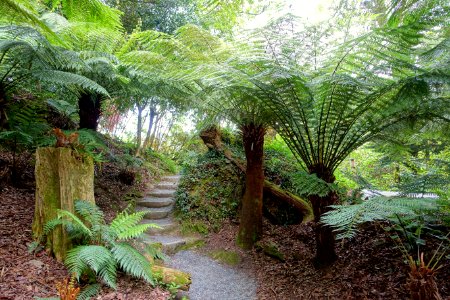Trebah Garden - Cornwall, England - DSC01695