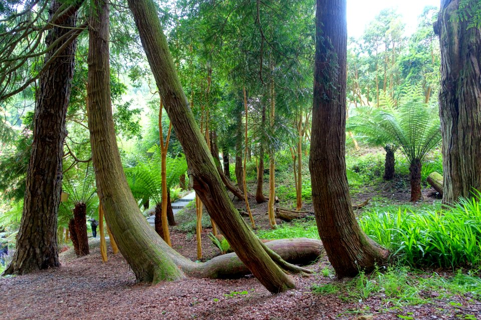 Trebah Garden - Cornwall, England - DSC01353