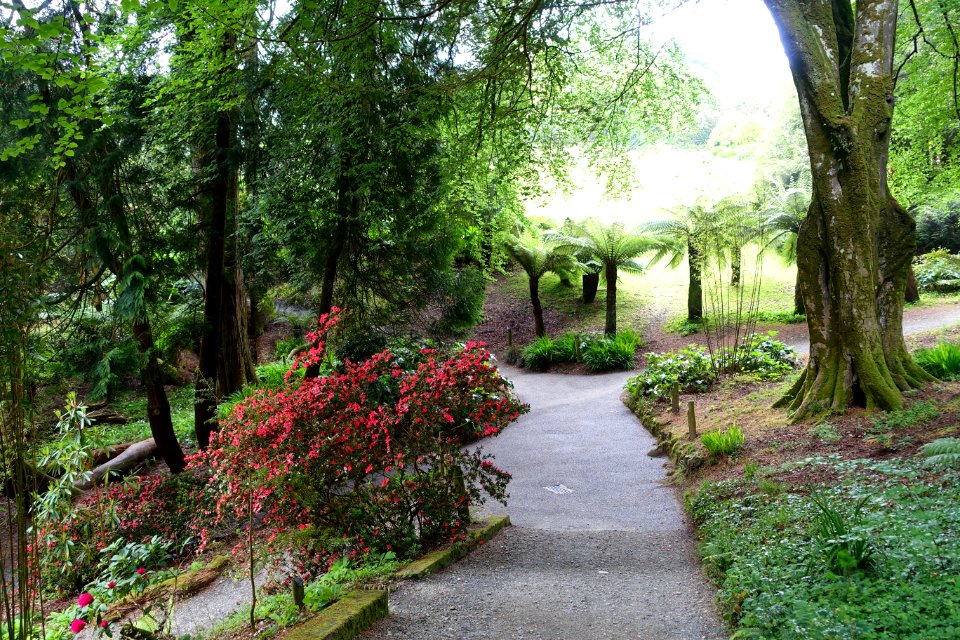 Trebah Garden - Cornwall, England - DSC01344