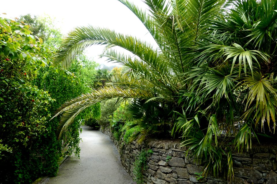 Trebah Garden - Cornwall, England - DSC01236