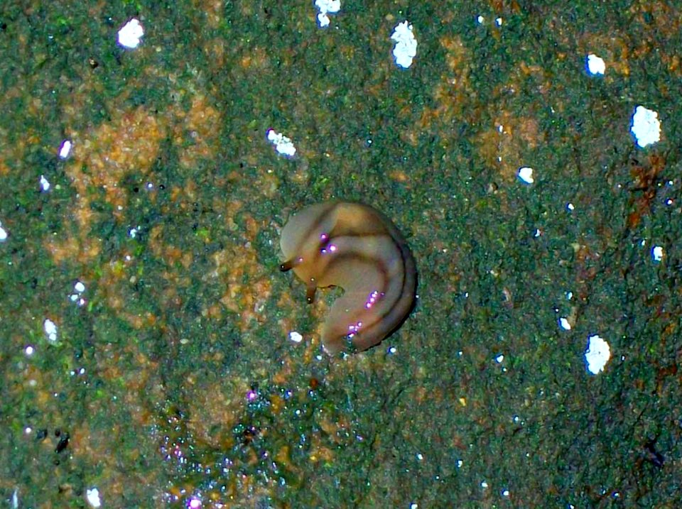 Triboniophorus graeffei juvenile