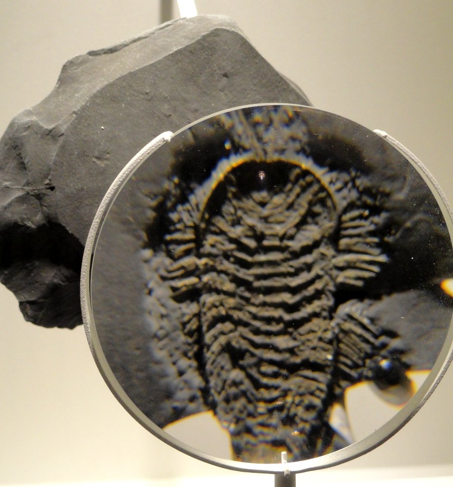 Triarthrus eatoni, Late Ordovician, Frankfort Shale, Rome, Herkimer County, New York, USA - Houston Museum of Natural Science - DSC01574