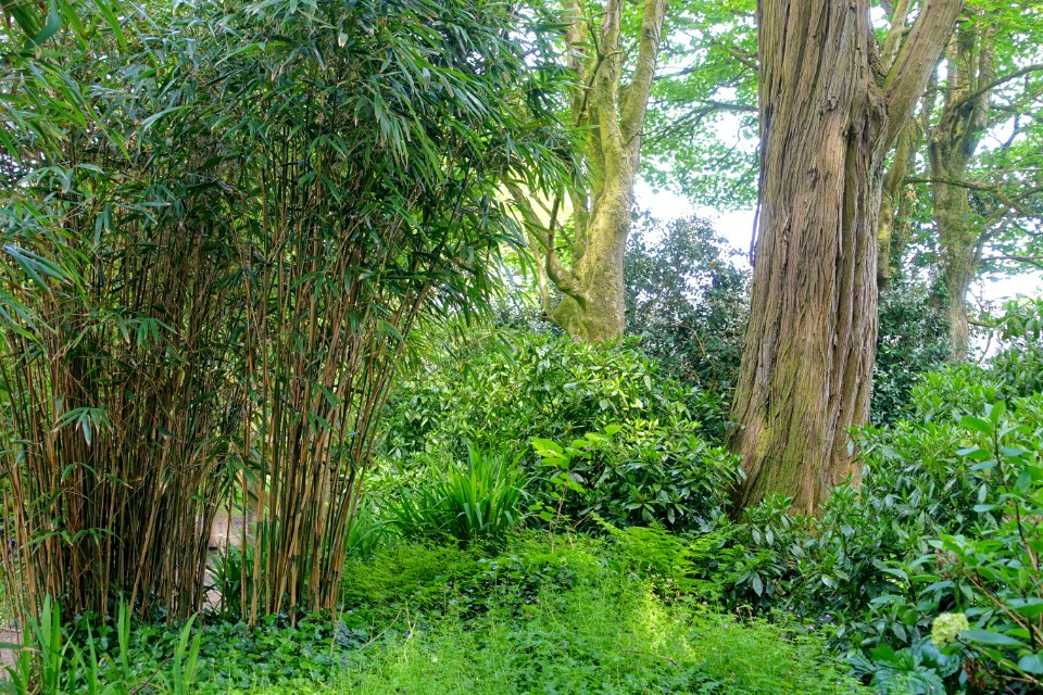 Trewidden Garden - Cornwall, England - DSC02260