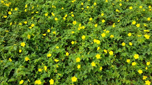 Tribulus terrestris growing on a beach (Philippines) 1