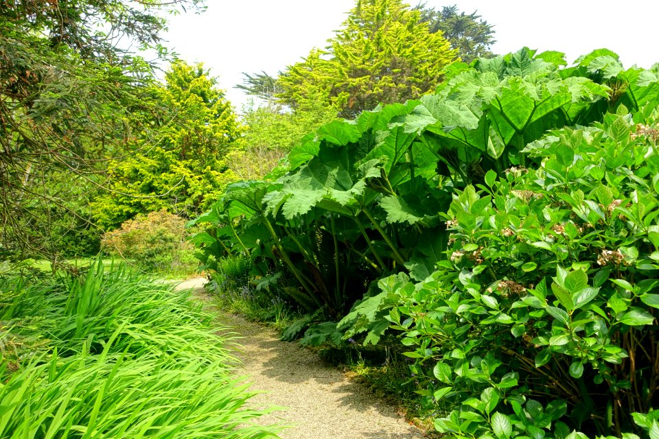 Trewidden Garden - Cornwall, England - DSC02284