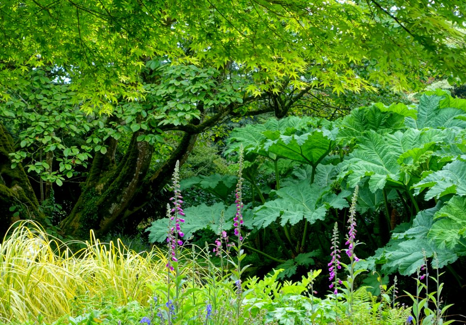 Trewidden Garden - Cornwall, England - DSC02294