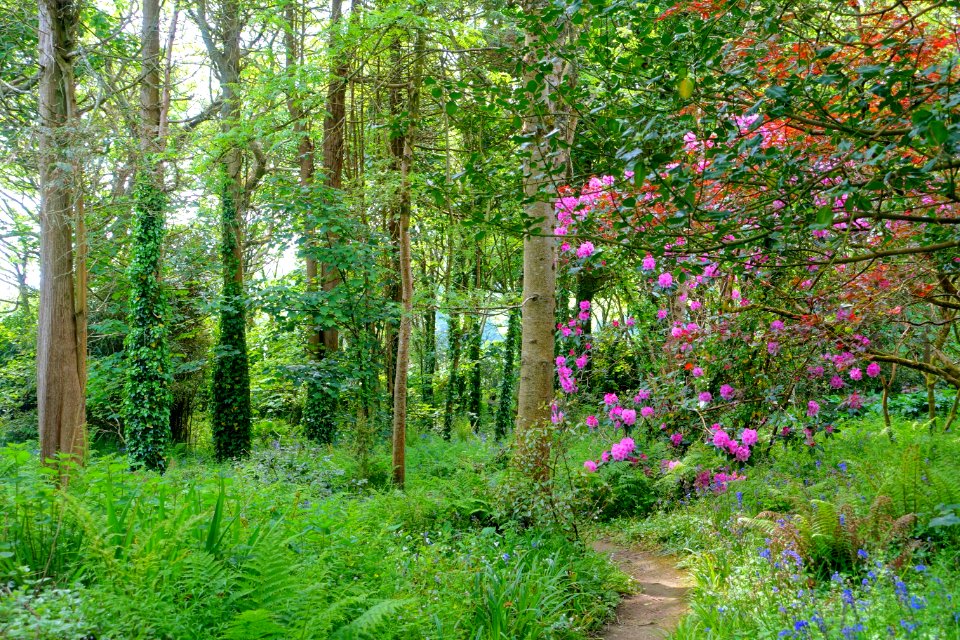 Trewidden Garden - Cornwall, England - DSC02402