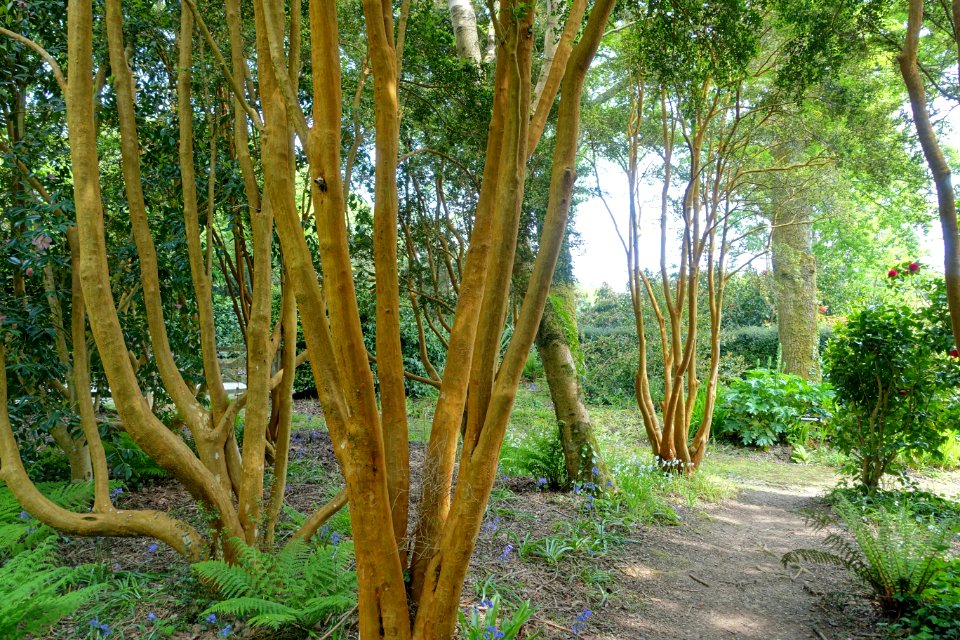 Trewidden Garden - Cornwall, England - DSC02396