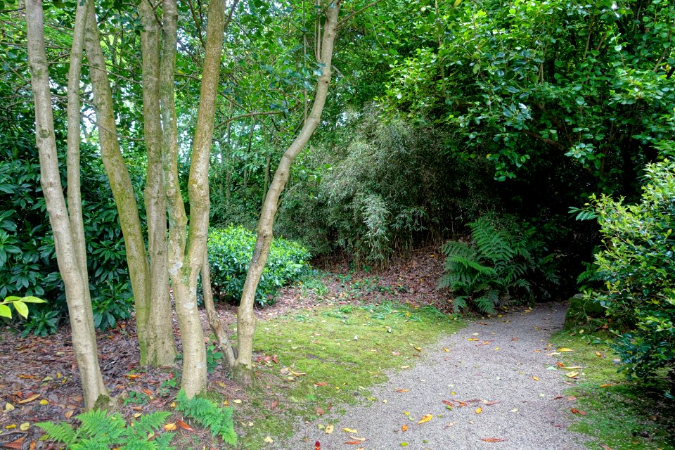 Trewidden Garden - Cornwall, England - DSC02116