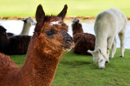 Animal camelid lama