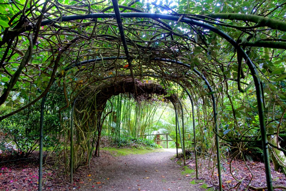 Trewidden Garden - Cornwall, England - DSC02118