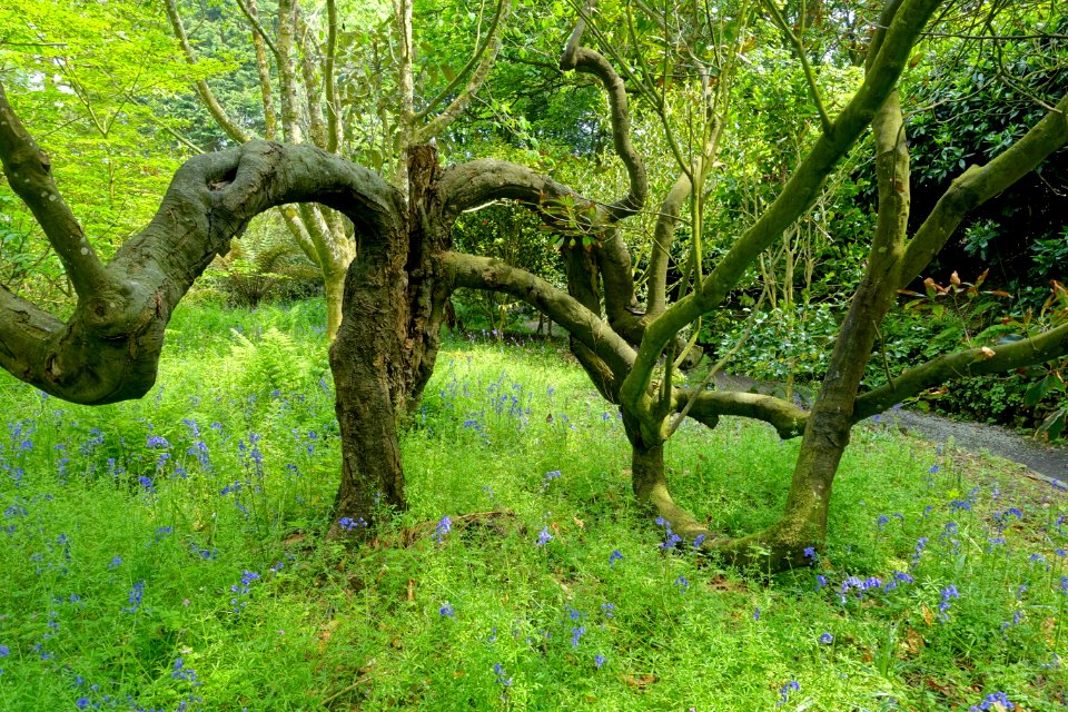 Trewidden Garden - Cornwall, England - DSC02246