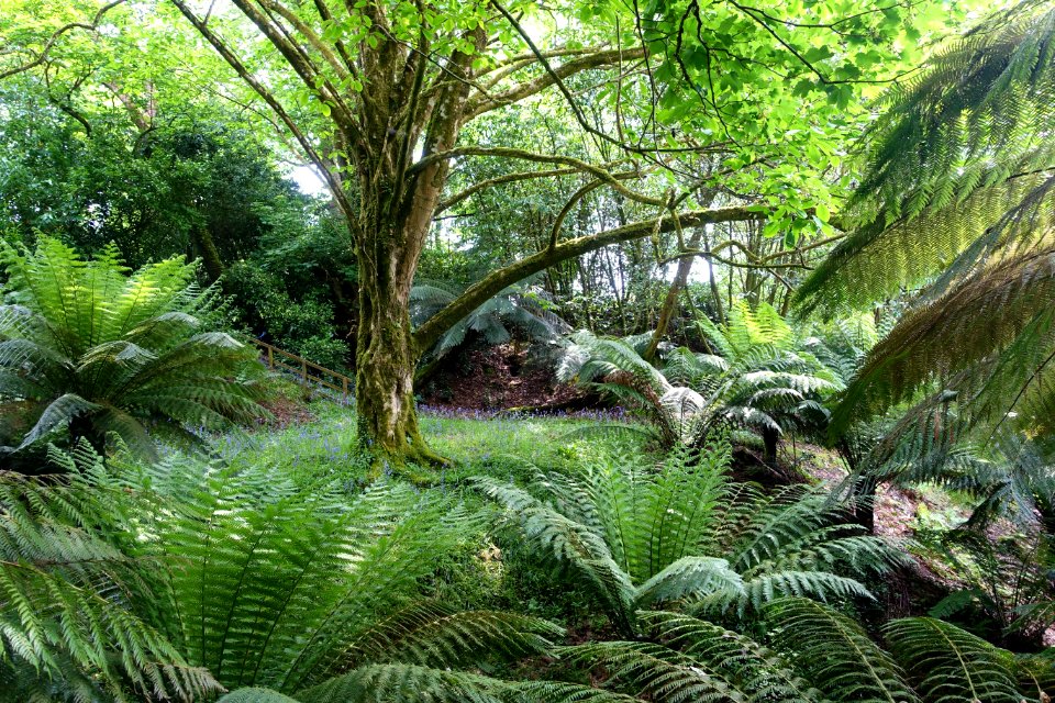 Trewidden Garden - Cornwall, England - DSC02201
