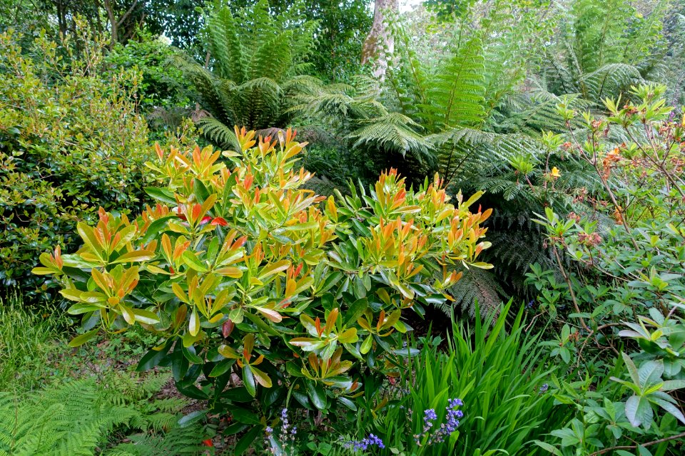 Trewidden Garden - Cornwall, England - DSC02114