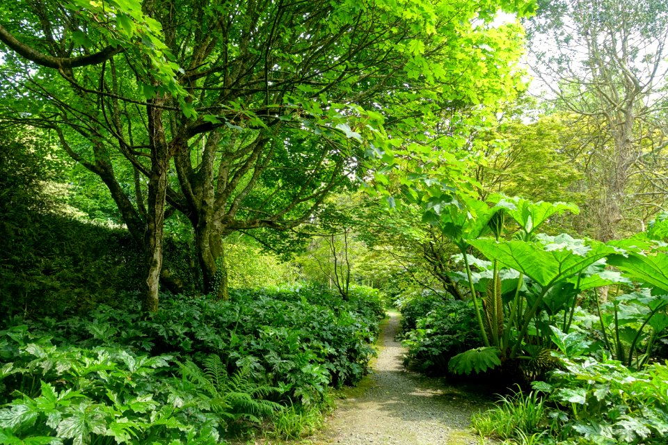 Trewidden Garden - Cornwall, England - DSC02384
