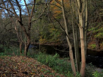 Treseburg Bode (2)