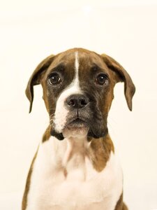 Boxer dog animal pet