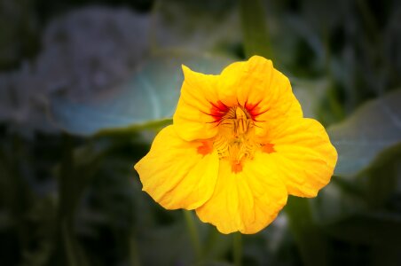 Bloom carbine greenhouse edible