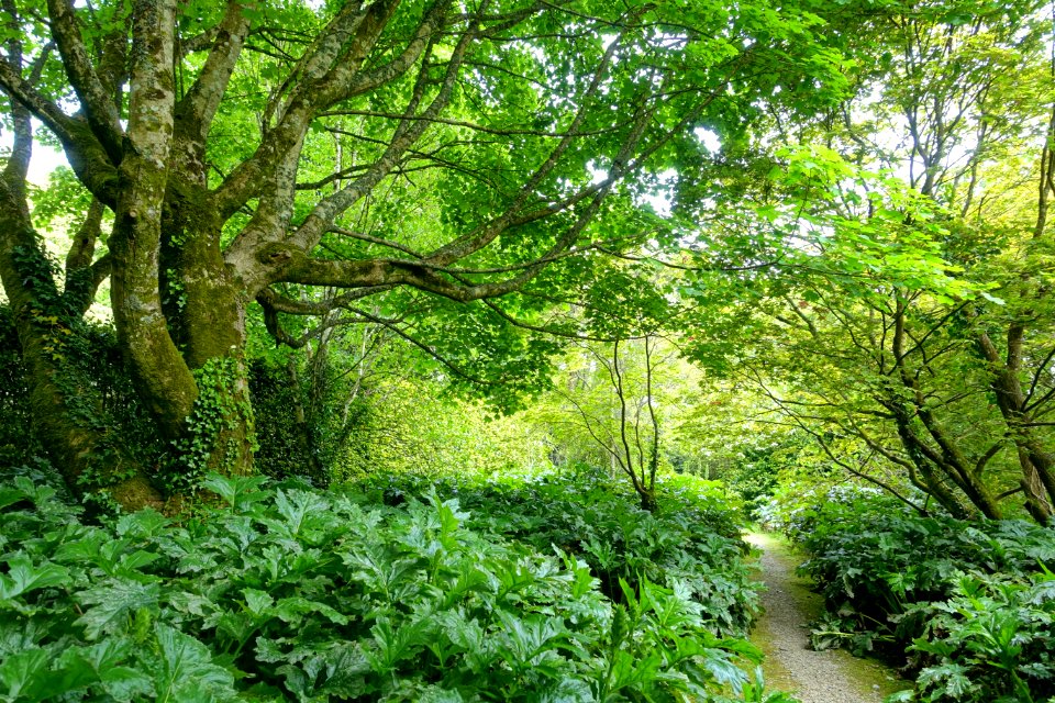 Trewidden Garden - Cornwall, England - DSC02386