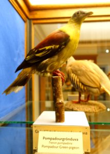 Treron pompadora - Swedish Museum of Natural History - Stockholm, Sweden - DSC00621