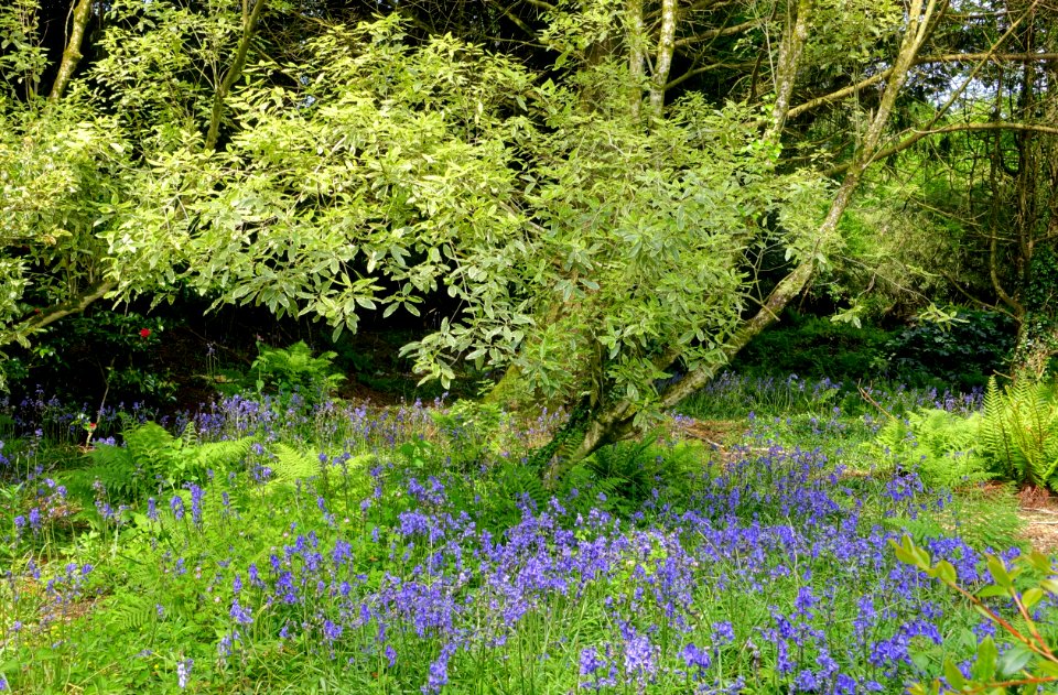 Trewidden Garden - Cornwall, England - DSC02456