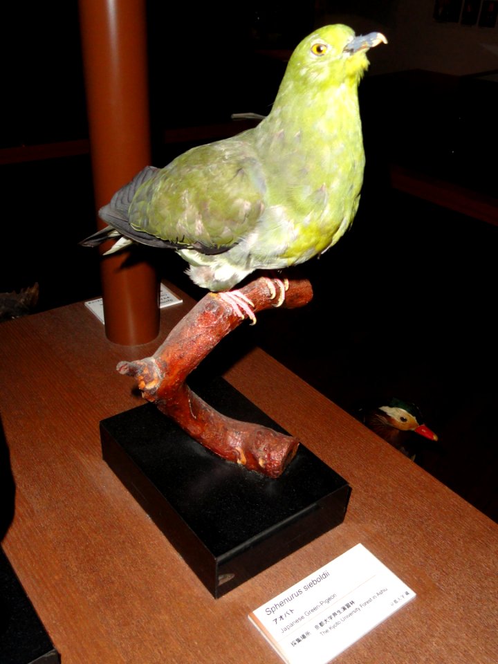 Treron sieboldii (Sphenurus sieboldii) - Kyoto University Museum - DSC06445