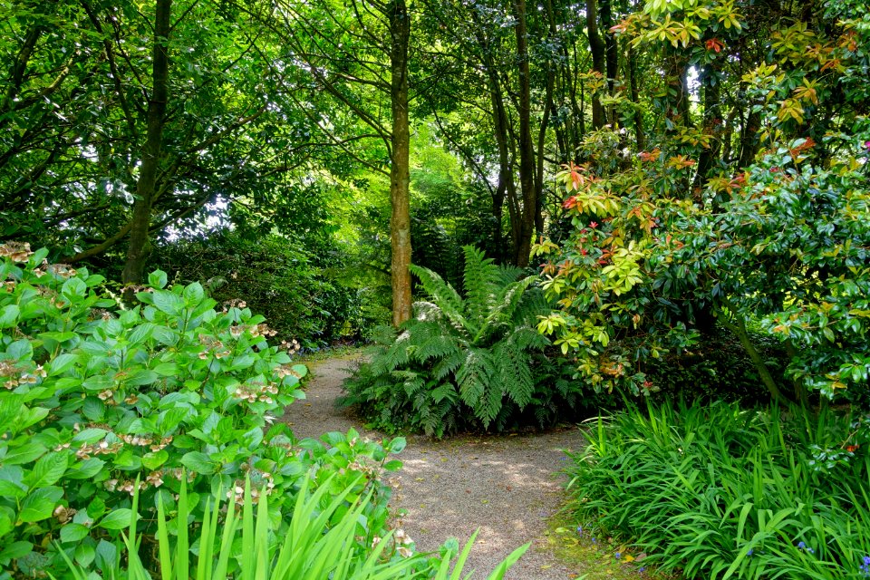 Trewidden Garden - Cornwall, England - DSC02280