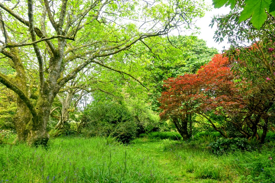 Trewidden Garden - Cornwall, England - DSC02406