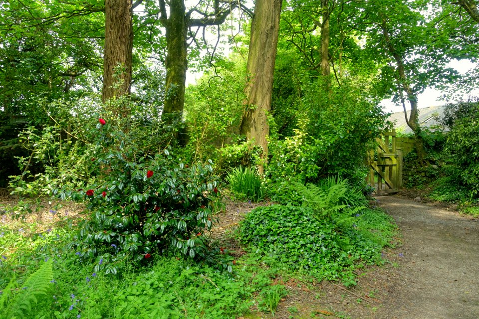 Trewidden Garden - Cornwall, England - DSC02258