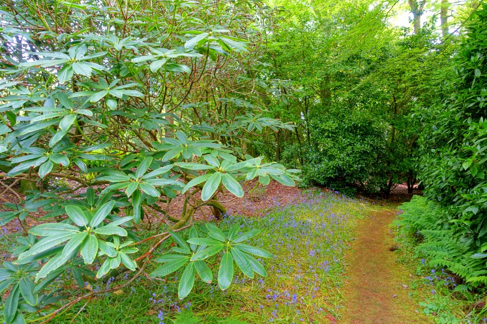 Trewidden Garden - Cornwall, England - DSC02206