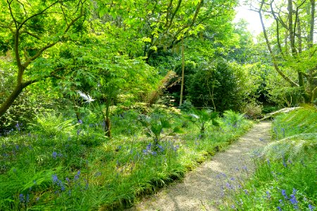 Trewidden Garden - Cornwall, England - DSC02248