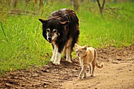 Walk tiger cat border collie photo