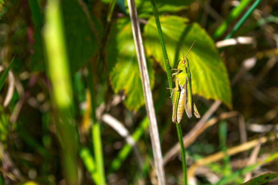 Insect grasshopper meadow
