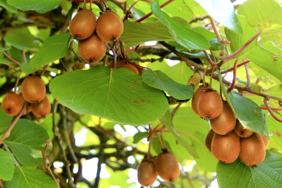 Healthy fruits food