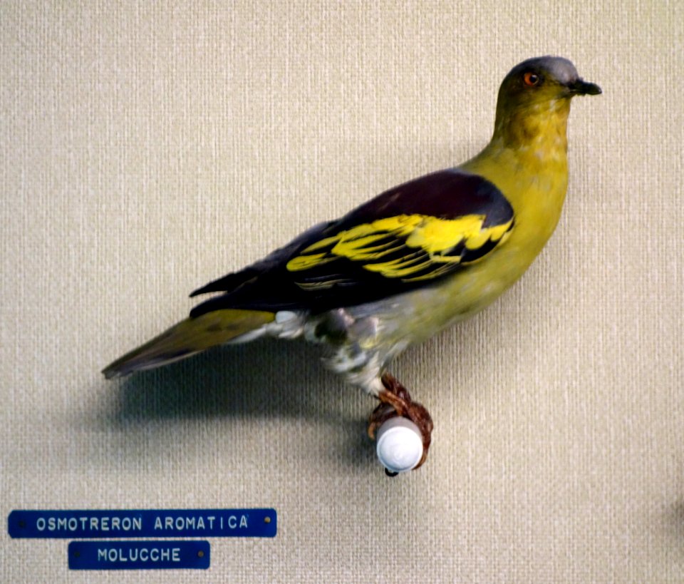 Treron aromatica (Osmotreron aromatica) - Museo Civico di Storia Naturale Giacomo Doria - Genoa, Italy - DSC03157