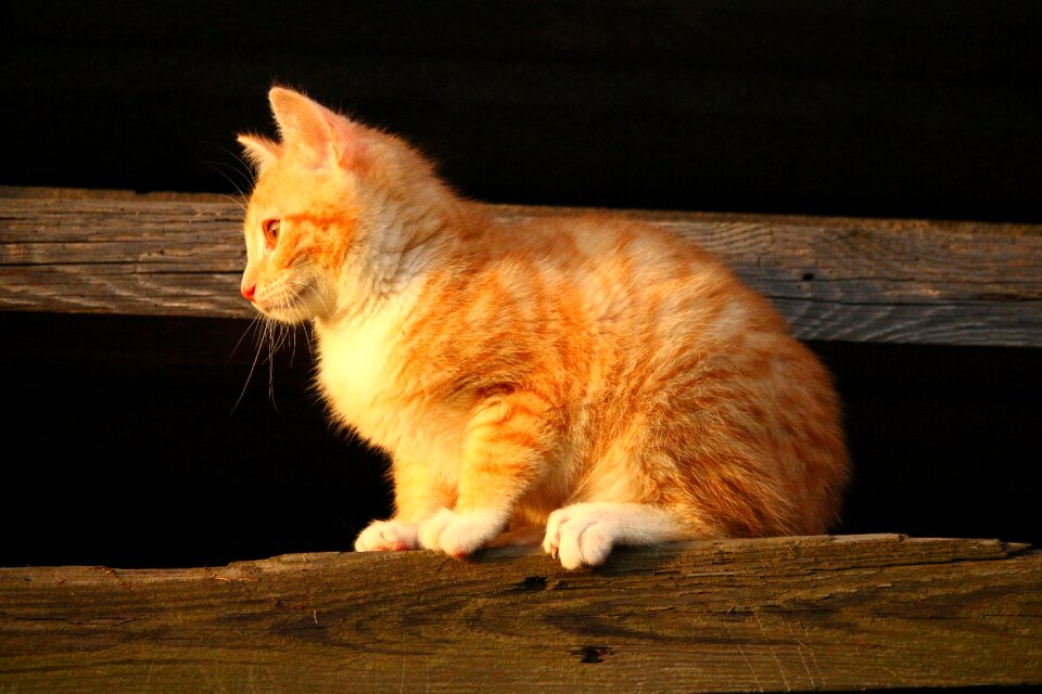Red cat young cat cat baby