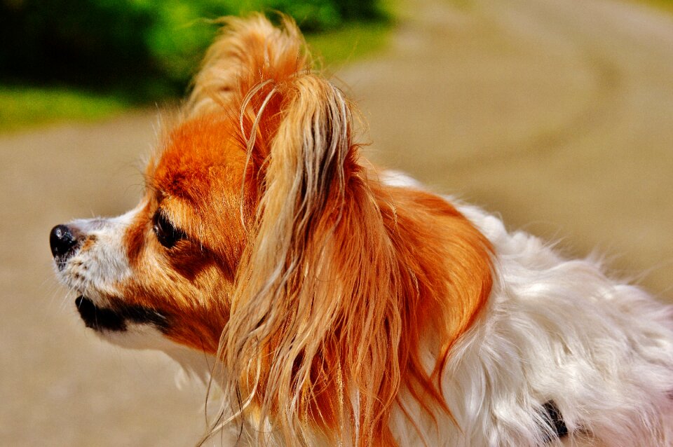 Small dog pets hairy