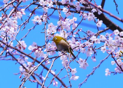 Japanese white-eye bird weeping cherry tree photo