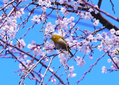 Japanese white-eye bird weeping cherry tree