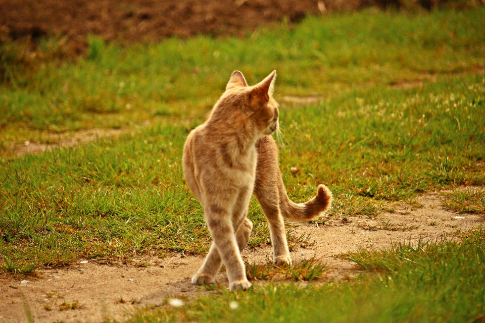 Kitten mieze nature