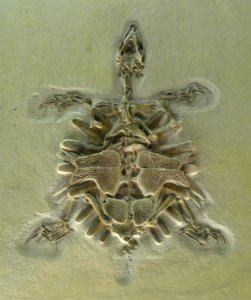 Trionyx sp. - Naturmuseum Senckenberg - DSC02215