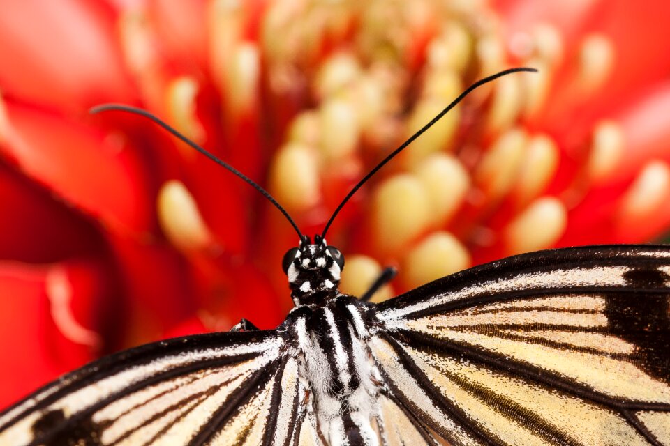 Probe close up flower and butterfly