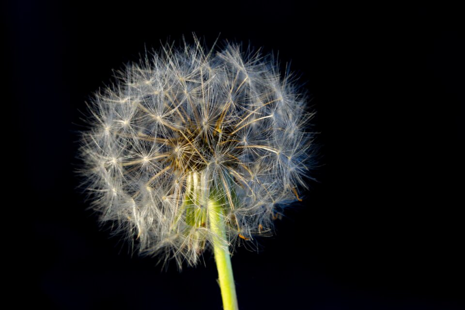 Field bloom nature plant