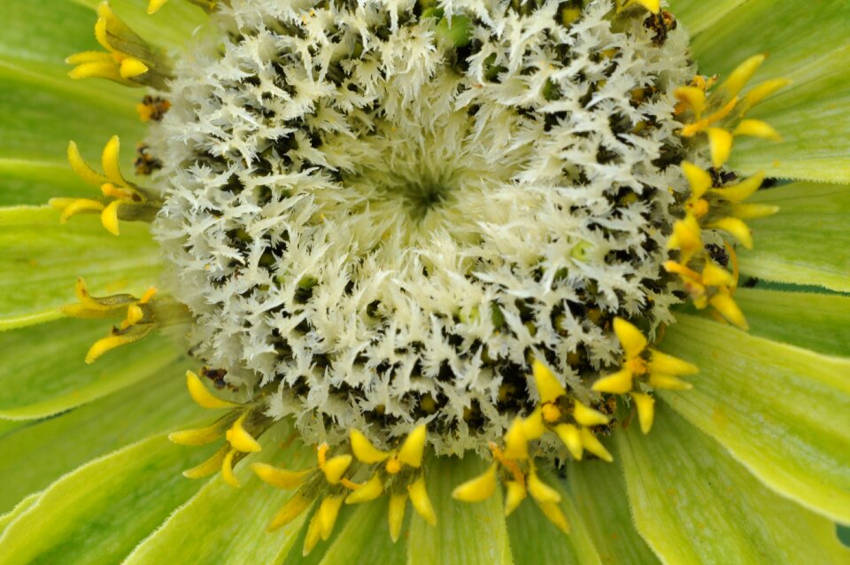 Macro state garden show flower