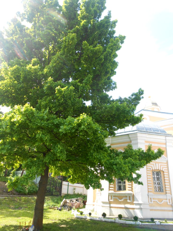Troitsky Monastery in Smolensk - 01
