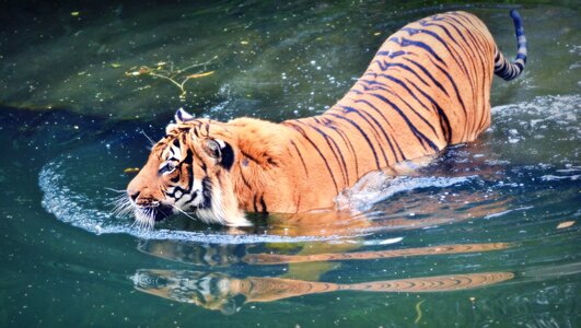 Mammal color tiger photo