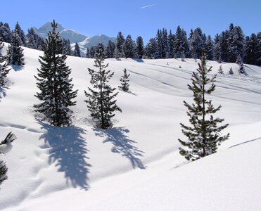 Trees austria wintry