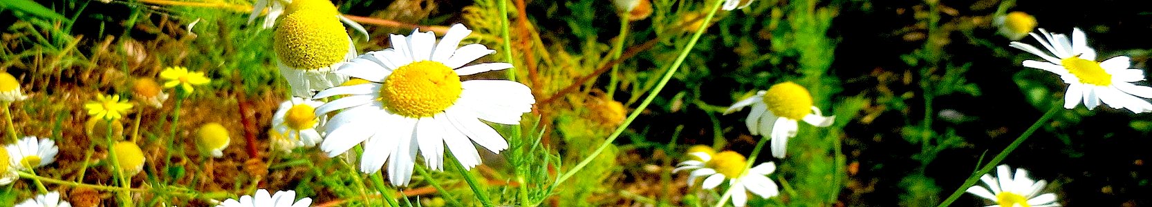 Tripleurospermum inodorum. Reader