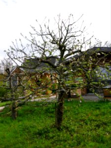 Triumpf aus Luxemburg Freilichtmuseum Roscheider Hof Ganzer Baum H6